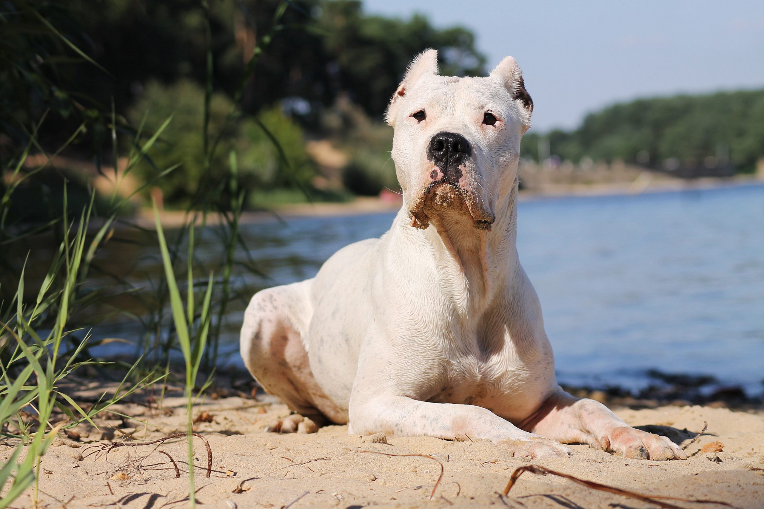 Top 9 Most Muscular Dog Breeds