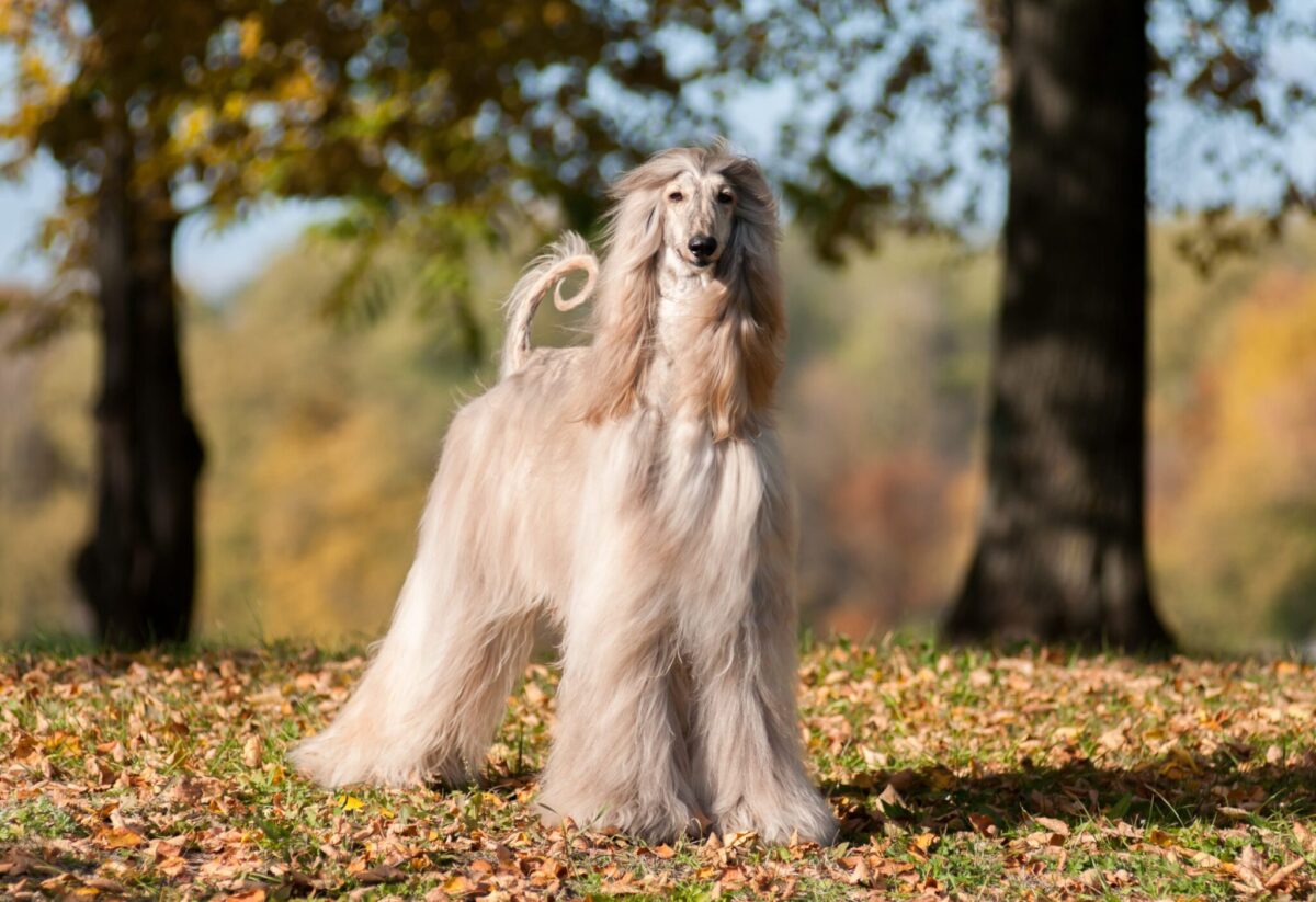 Afghan Hound