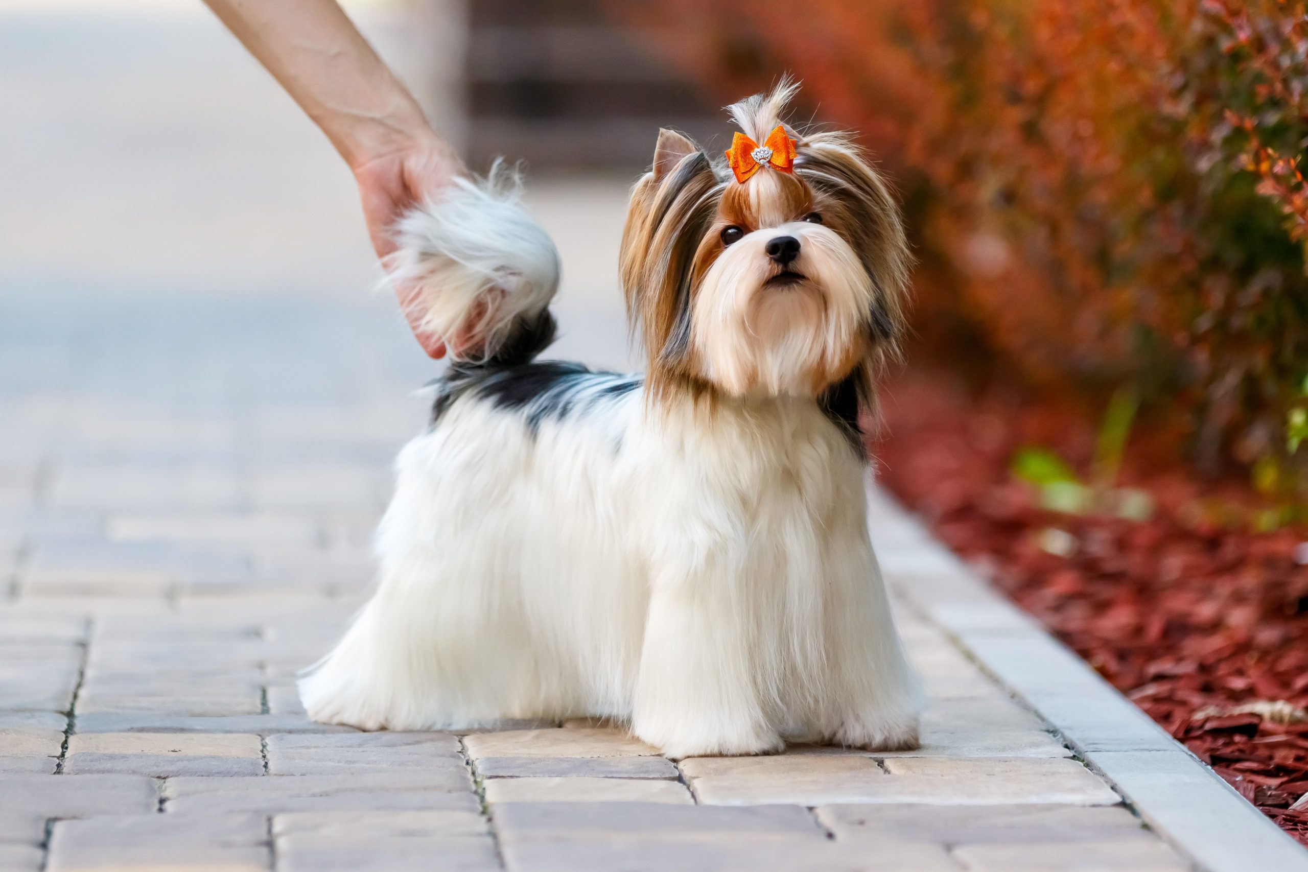 13 Lesser Known Dog Breeds Who Thrive on Human Companionship