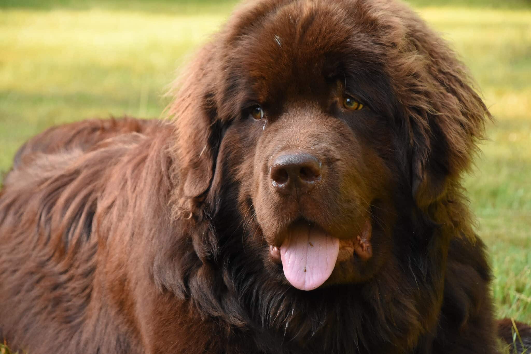 The 8 Most Devoted GIANT Dog Breeds